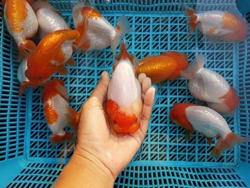 mo-thay-an-ca Mơ thấy bắt cá có tốt không?
